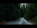 Road in Forest | Cinematic Shot | Free stock footage | Free HD Videos - no copyright