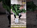 Simple DIY Vegetable Planting and Feeding Hack for Livestock #dailywork