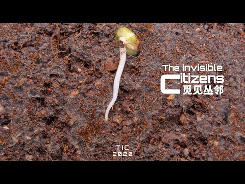 种子是如何发芽的？|觅见丛邻The Invisible Citizens