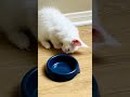 Caught on Camera 😳 Yuki the Maine Coon STOLE His Brother’s Food! 🐾🍖