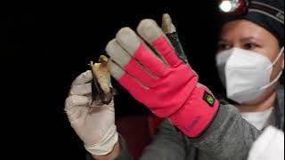 About Bat Conservation International