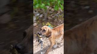 Kiin atrapó su primera iguana!!