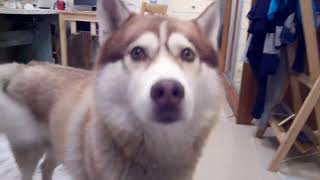 husky talking, asking for food. husky dog.