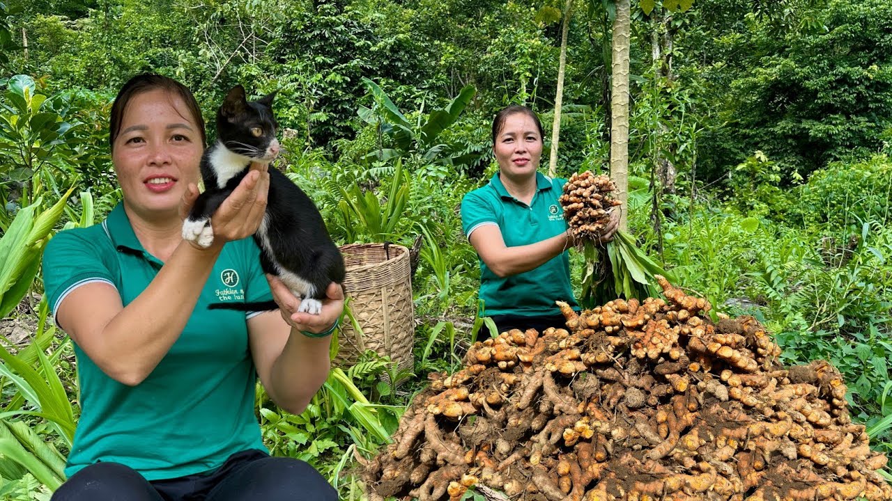Harvesting turmeric for sale, adding two new members - Pet care, Farm Life 