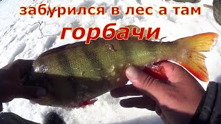 видео: Забурился в лес, раздача окуня. Самый последний лёд. картинка: Забурился в лес, раздача окуня. Самый последний лёд.
