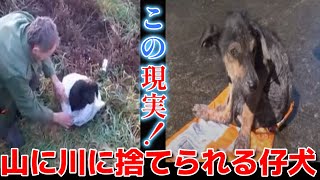 【 捨てられる 仔犬たち 】