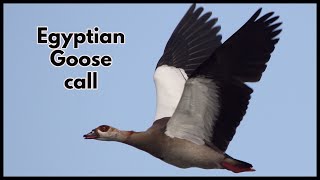 Egyptian Goose call screenshot 5