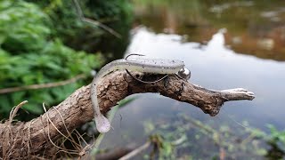 Catching River CHUNKS on The BFS Is Soo Much Fun!