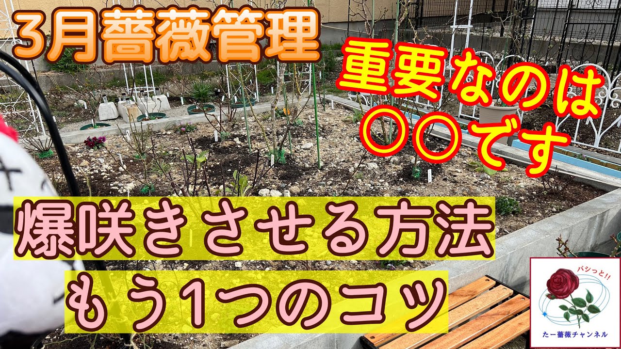 爆咲きもう1つのコツ‼️【3月薔薇管理】重要なのは○○です🌹芽吹きの楽しい季節😊🐻‍