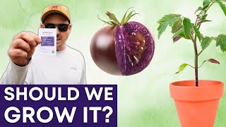 The Purple GMO Tomato: Unraveling the Controversy