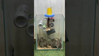 Best Mouse Trap Idea/Cretive Mouse Trap #Rattrap #Mousetrap2022 #Mousetrap