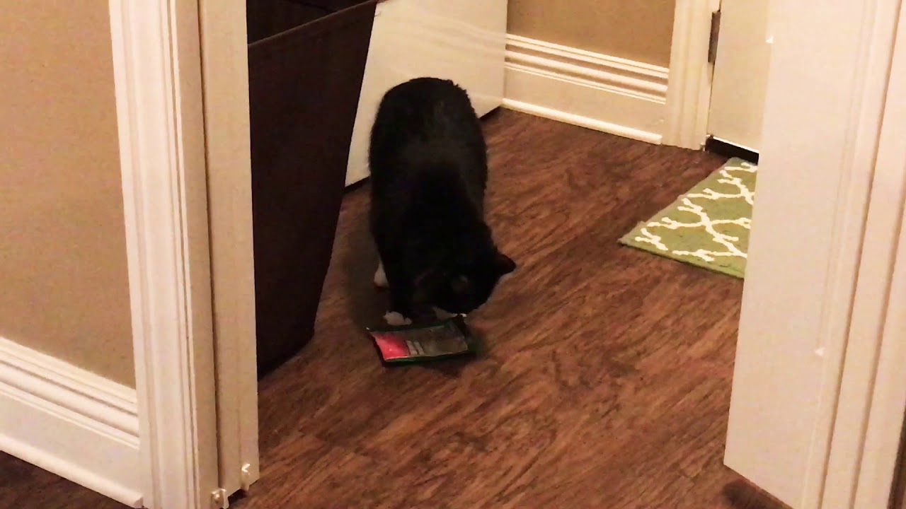 Cat steals treats YouTube