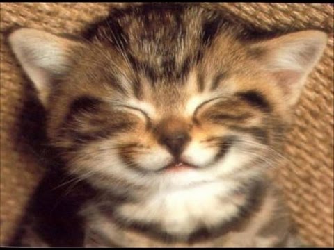 Best Of Betisier Chat Noel 16 Youtube Best Of Betisier Chat Noel 16 Youtube