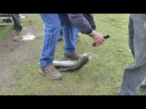 Fishing for brooder trout at Junction City pond, Oregon