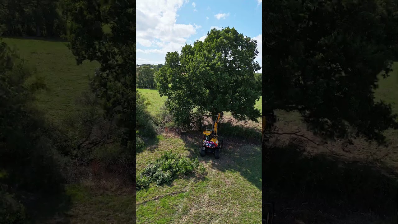 Reducing low hanging branches to allow easier tractor access with the 200mm tree shear 