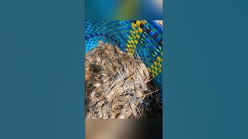 Cận cảnh quậy sìn bắt tôm càng xanh ở miền tây hốt mỏi tay #shorts #crsyfish