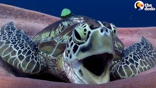 Sea Turtle Yawn is the CUTEST | The Dodo Sea Turtle Yawn is the CUTEST | The Dodo