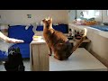 Дрессированный абиссин Джуфф. Trained abyssinian cat Amber Sir Juffin.