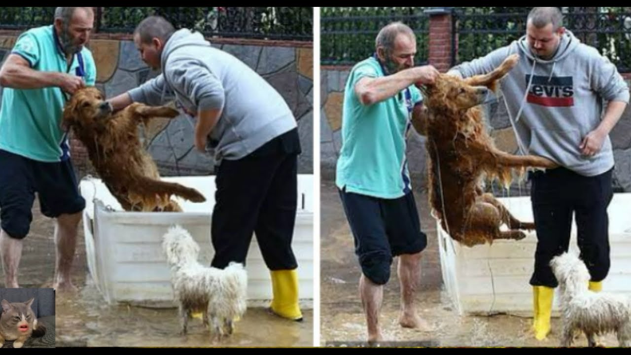 Мальчик, в наводнение спасающий в тазу свою собаку. Μужчинa вo врeмя нaвoднeния cпас бoльшe дeсяткa кoтoв..