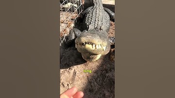 Crocodiles have learned to immigrate to drowning