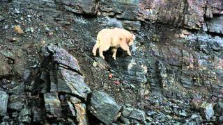 Mountain Goats at the Goat Lick, Glacier National Park