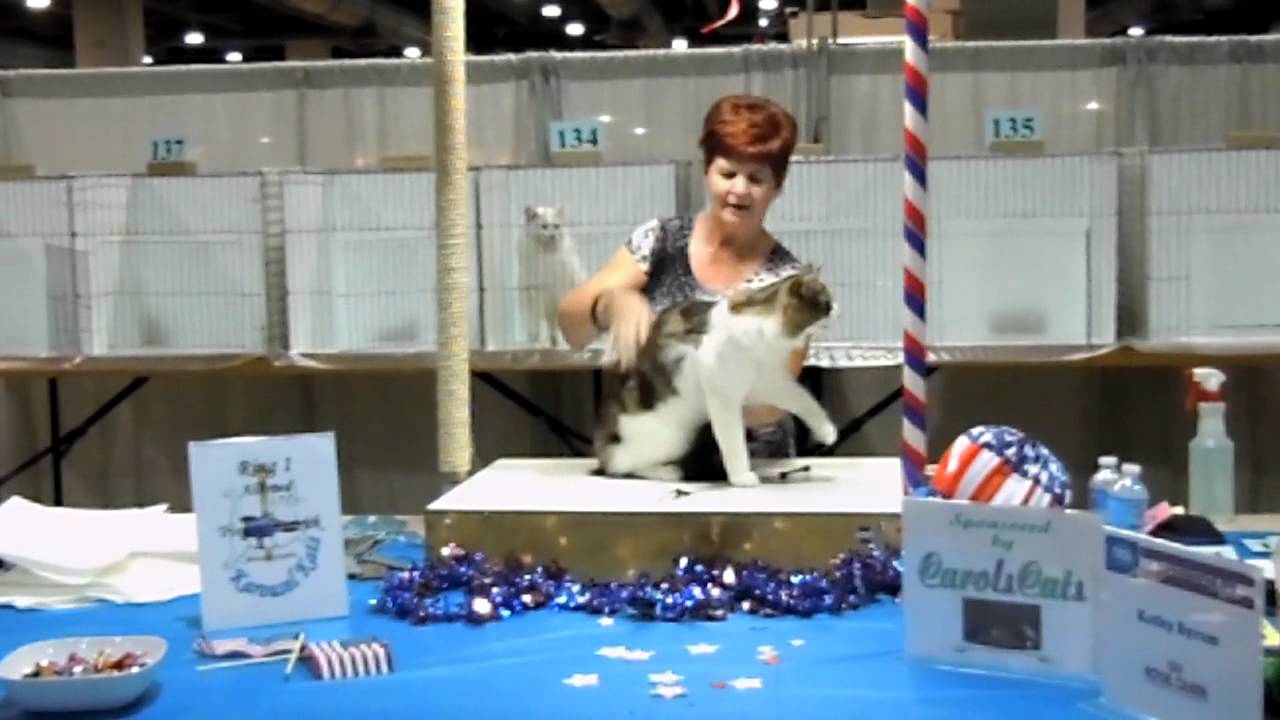 TICA Annual Cat Show YouTube
