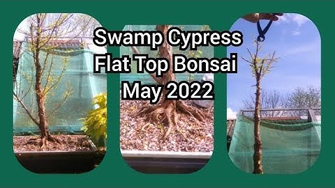 Swamp Cypress Flat Top Bonsai May 2022