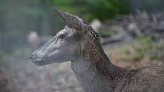 Tierpark Olderdissen Bielefeld