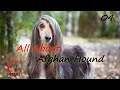 All About Afghan Hound | Biological Details and Facts | Artemis | Mammalia 04 | 2021 | Wild Animals