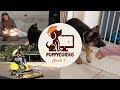 Online puppycursus week 2 - Vuurwerktraining - puppy bijten