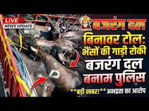बिनावर टोल पर बजरंग दल कार्यकर्ताओं ने भैंसों से भरी गाड़ी रोकी, पुलिस पर अभद्रता का आरोप