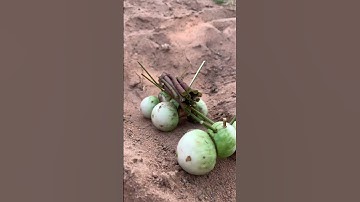 #rc #rccars #rcoffoad #youtubeshorts #viralvideo #viral #shorts by rc new