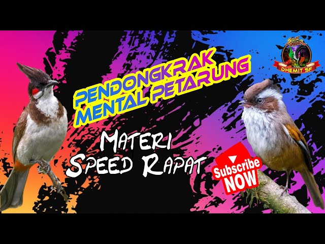 MASTERAN Burung Speed rapat, Pendongkrak Mental Petarung class=