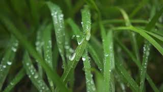 Morning dew on a grass, many drops of dew fell on the grass, grass trembles in the wind