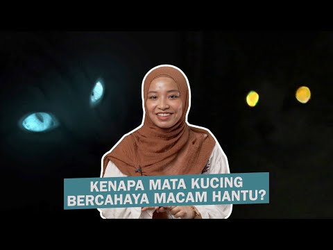 Kenapa Mata Kucing Bercahaya Macam Hantu?