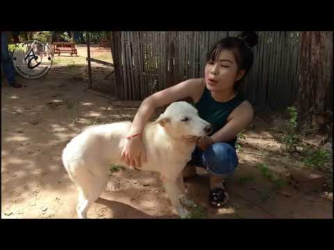 Wow Cute Girl Training Her Pet - Girl Playing With Dog