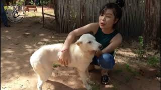 Wow Cute Girl Training Her Pet - Girl Playing With Dog