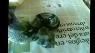 BOA CONSTRICTORA GRIS - MATA CABALLO