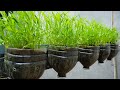 How to grow water spinach in plastic bottles, grow water spinach from seeds