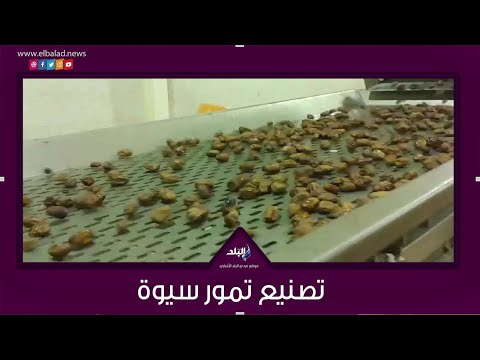 بالشيكولاتة والمكسرات شاهد مراحل تصنيع تمور سيوة وانطلاقها للعالمية