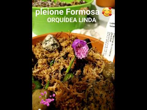 Video: Pleione Formosa