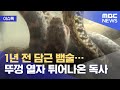 [이슈톡] 1년 전 담근 뱀술…뚜껑 열자 튀어나온 독사 (2021.05.24/뉴스투데이/MBC)