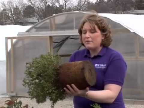 Video: What Is A Root Ball: How To Recognize A Root Ball In Plants