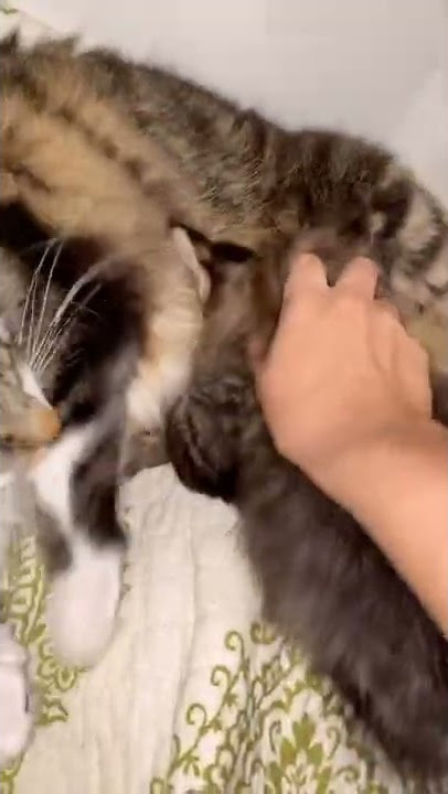 My new kitten LOVES my MALE cats nipples WAY to much  #shorts