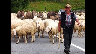 gregge di pecore alcamo vecchia sicilia