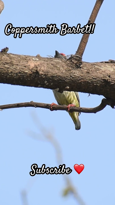 Coppersmith Barbet!! #birds #shortsfeed #viral #shorts