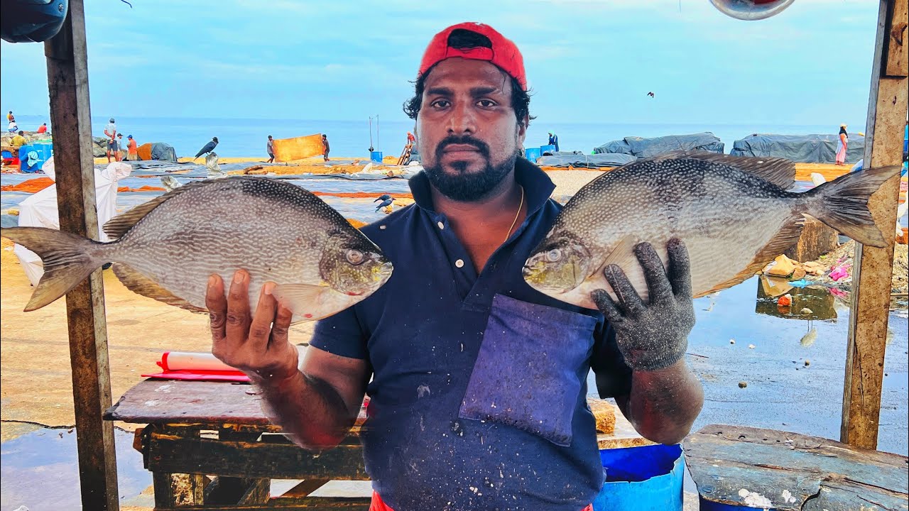 Super Fast Big Rabbit Fish Cutting Skill | Huge Rabbit Fish Cutting ...