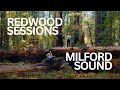 Caye  chapter 1 milford sound redwood sessions