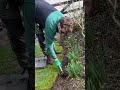Satsifying lawn edging transformation using radius pro edger and kent and stow razor hoe garden