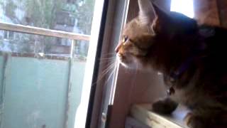 video2013-05-26-05-42-53